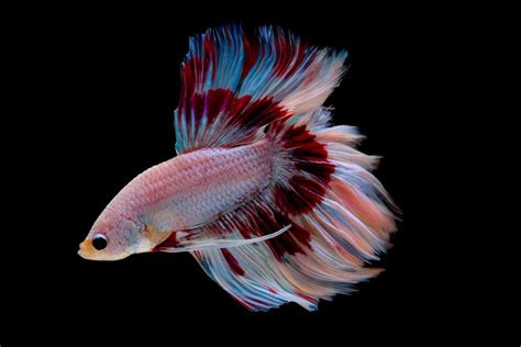 Do Betta Fish Hibernate Debunking Myths And Understanding Betta