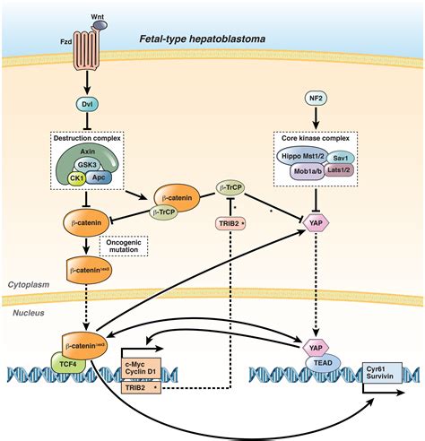 References in Hippo YAP β Catenin and the Cancer Cell A Ménage à