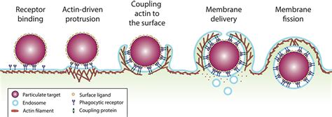 Frontiers Physical Constraints And Forces Involved In Phagocytosis