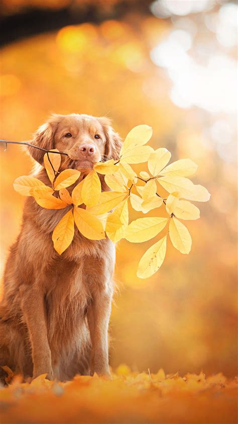 Autumn Dogs Phone Wallpapers - Wallpaper Cave