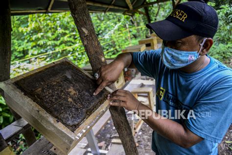 Menengok Budidaya Lebah Trigona Di Hutan Kota Srengseng Republika Online