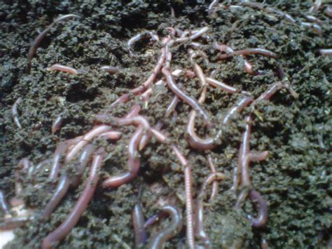 Pengrajin Blangkon Jogja: Budidaya Cacing Tanah (Lumbricus Rubellus ...