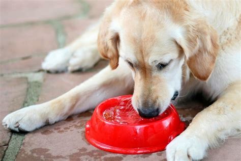 Cachorro comendo grama esse comportamento é normal MelhorAmigo Dog