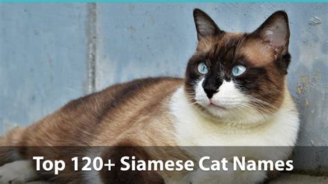 Top 120+ Siamese Cat Names