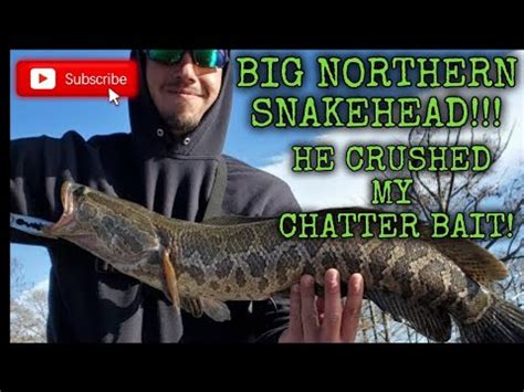 Catching A Monster Snakehead Fishing In The Piankatank River Youtube