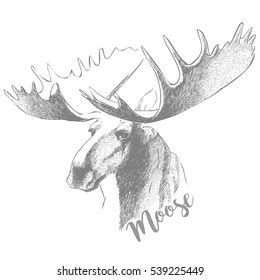 Moose Head Huge Antlers Sketch Vector Stock Vector (Royalty Free) 539225449 | Shutterstock