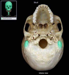 Mastoid Process : Definition, Location, Function and Pain - (updated in ...