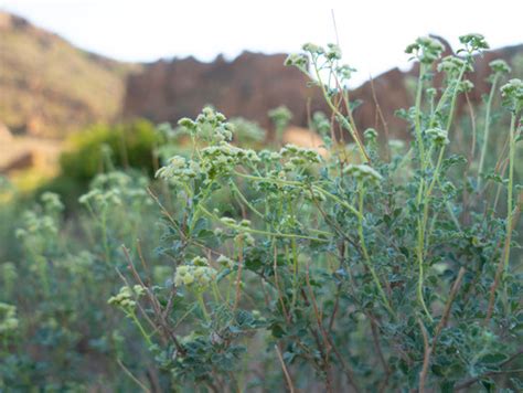 The 9 Best Hikes in Big Bend National Park