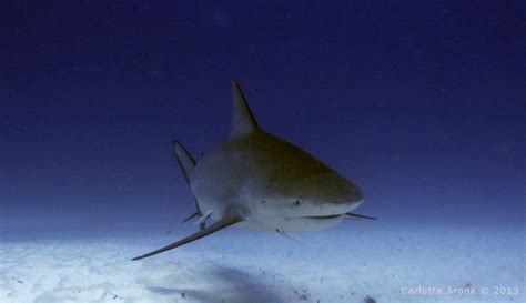 Bull Sharks - Hopskipdive