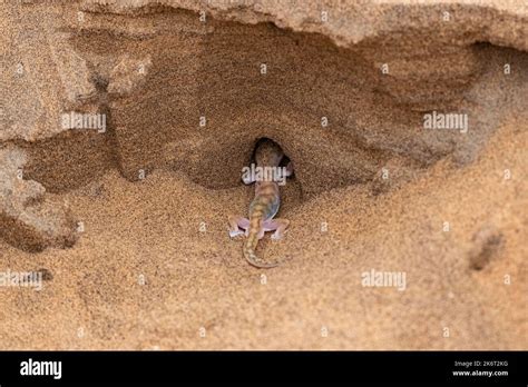 A Namib Sand Gecko Or Gecko Palmato Small Colorful Lizard In The