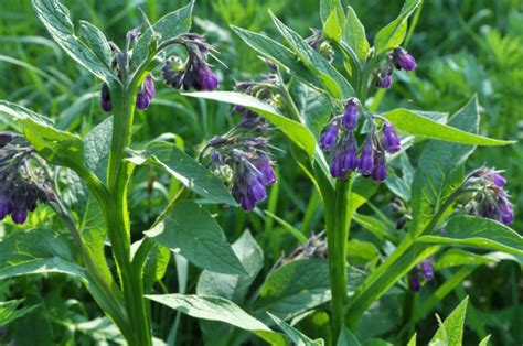 Reasons Every Gardener Should Grow Comfrey