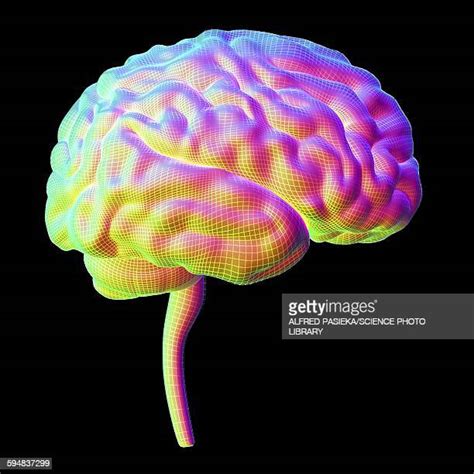 Human Brain Illustration High Res Vector Graphic Getty Images