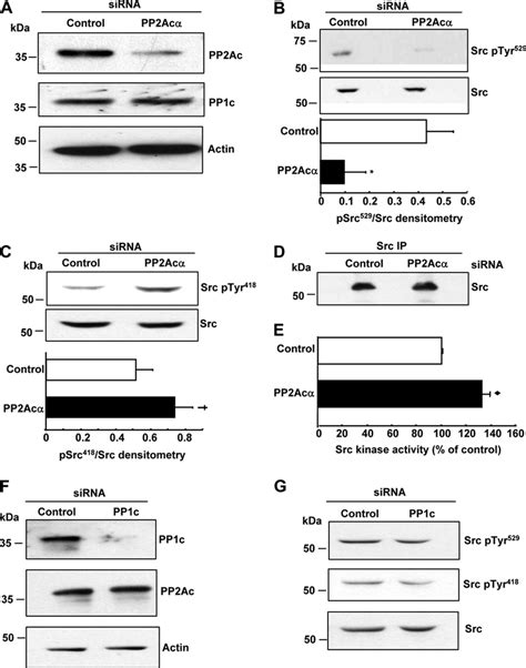 Depletion Of Pp2ac But Not Pp1c Potentiates Src Activity In 293 Iib 3