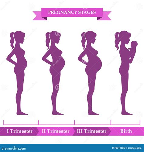 怀孕阶段 也corel凹道例证向量 Infographic的要素 向量例证 插画 包括有 医疗 女孩 78312525