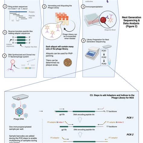 General Workflow Of Phip Seq The Phip Seq Methodology Is Composed Of