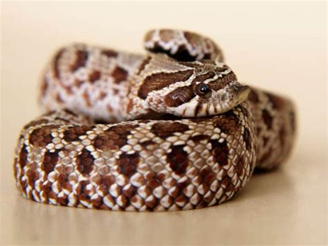 Hognose Snake Care Sheet: Diet, Habitat, and More | Critters Aplenty