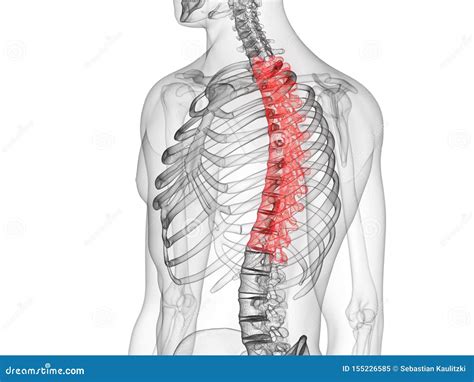 The Thoracic Spine Stock Illustration Illustration Of Bones