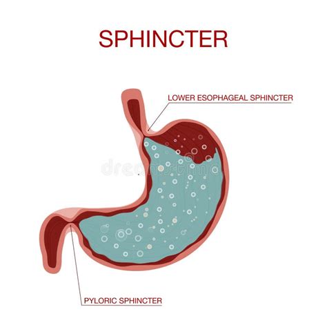 Pyloric Sphincter Function