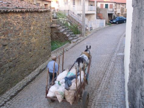 Malcata Net A LENDA DO PORCO