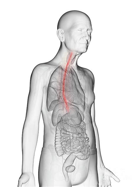 Esophagus Illustration Hot Sex Picture