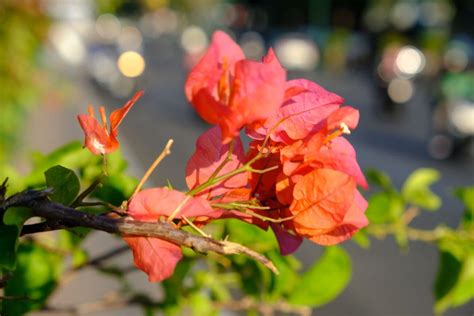 Rododendron Br Zowe Li Cie Po Zimie Co Robi Ro Liny