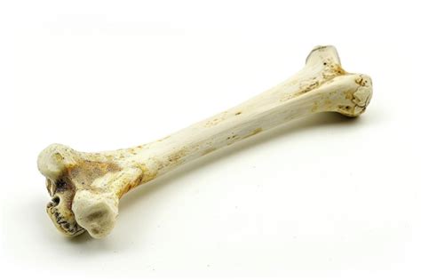 bone images    freepik