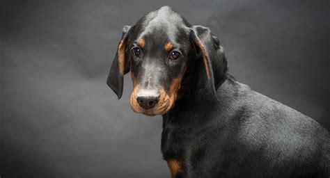 Doberman Pinscher Temperament - Is This Dog Right For Your Family?