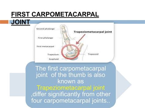 CARPOMETACARPAL JOINTS | PPT