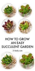 How To Grow An Easy Succulent Garden Daily