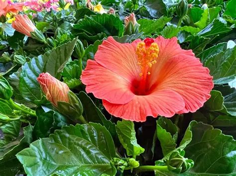 Are Hibiscus Acid Loving Plants Full Explanation