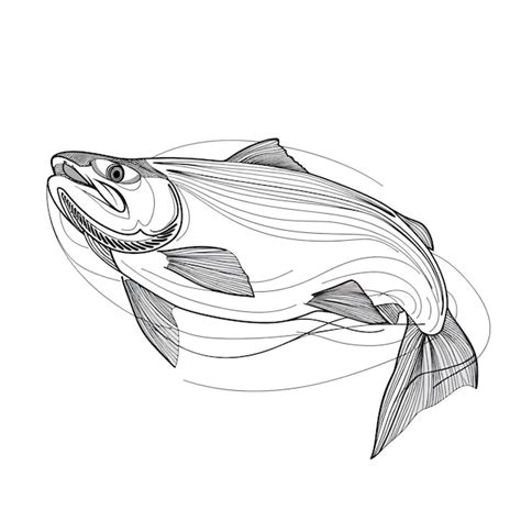 Salmon Fish In Continuous Line Art Drawing Style Vector Premium Ai