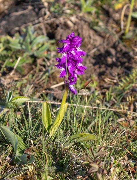 Early Purple Orchid Orchis Mascula In Oland Sweden Stock Image