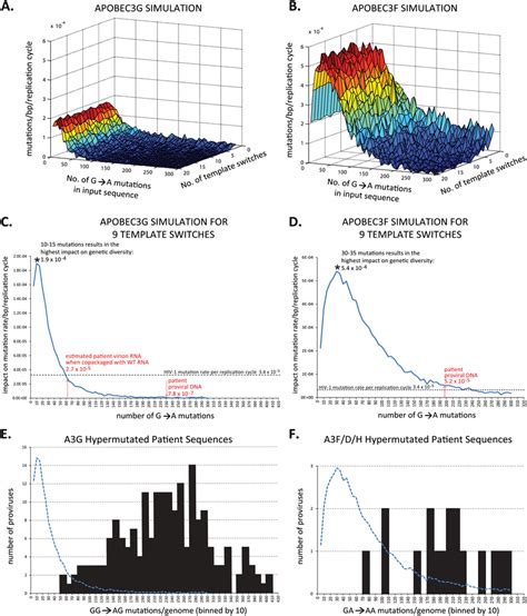 In Silico Modeling Of The Effect Of Hypermutation On The Hiv 1 Mutation