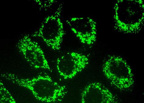 Anti Hsp Antibody F Scbt Santa Cruz Biotechnology