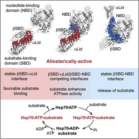 An Interdomain Energetic Tug Of War Creates The Allosterically Active