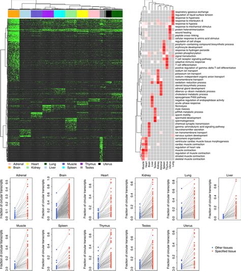 Map Of Tissue Specific Circrnas A Hierarchical Clustering Of