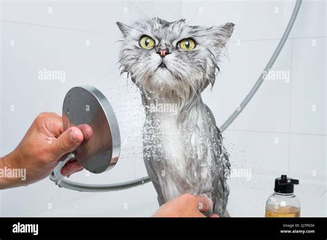 Funny cat taking shower or bath. Man washing cat. Pet hygiene concept ...