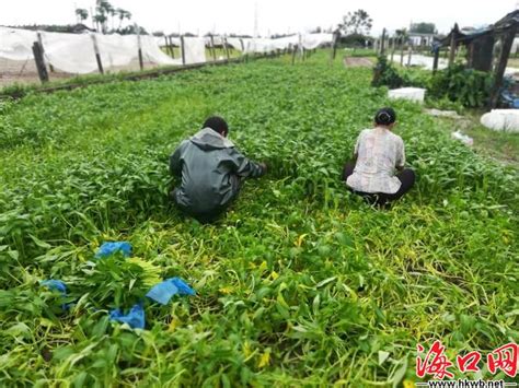 海口美兰抢收蔬菜 保障市民“菜篮子” 图 海口网