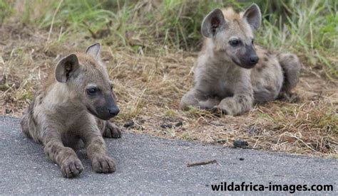 Two Hyena cubs - Herman Van Vuuren