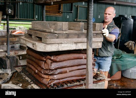 Loading Crushed Apples Into Cider Press Wrapped In Stacked Hessian