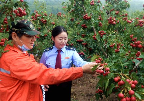 泰安税务：税惠尽染“山里红”央广网