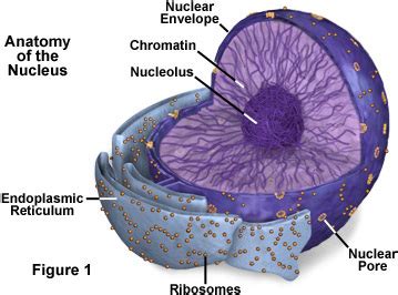 The Nucleus- Structure, Functions and its Physical Properties