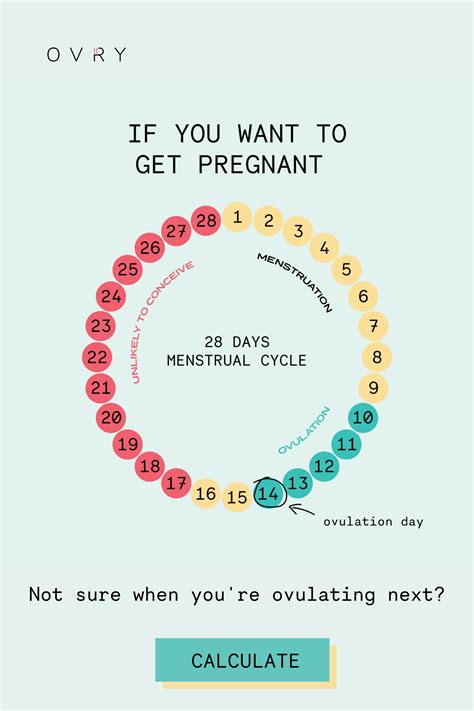 Best 13 OVULATION CALCULATOR & CALENDAR – Artofit