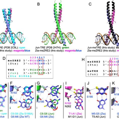 Structural Comparison Between Jun And Zta In Complex With Dna Ac