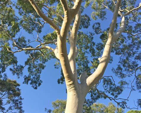 Lemon Scented Gum Bark Shedding At Leo Munoz Blog