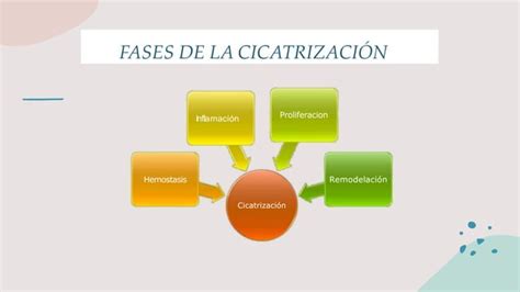 Fases De La Cicatrizaci N Pptx