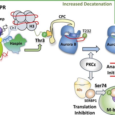 Metaphase Topo Ii Checkpoint Model Closed Clamp Topo Ii Complexes Are