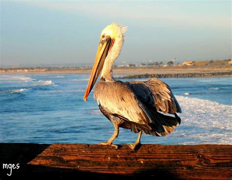 Pelecanus Occidentalis Californicus Pel Cano Caf De C Flickr