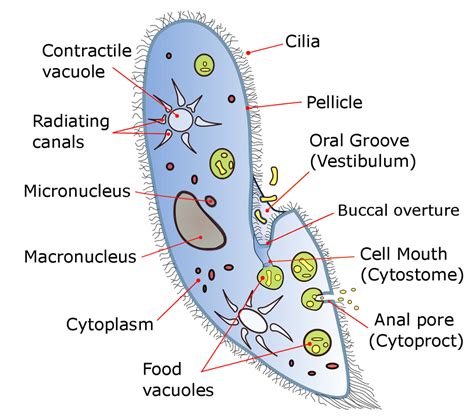 Protozoa Pengertian Jenis And Ciri Cirinya Biologi Kelas 10 Belajar Gratis Di Rumah Kapan