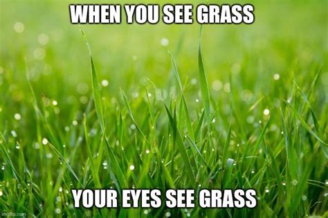 Grass Meme